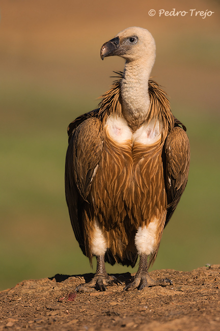 Buitre leonado (Gyps fulvus)